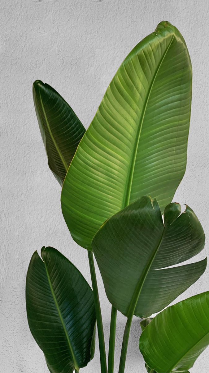 Faux Banana Palm Plant – Tall Artificial Greenery for Home & Office